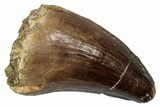 Fossil Mosasaur (Thalassotitan) Tooth - Morocco #345140-1